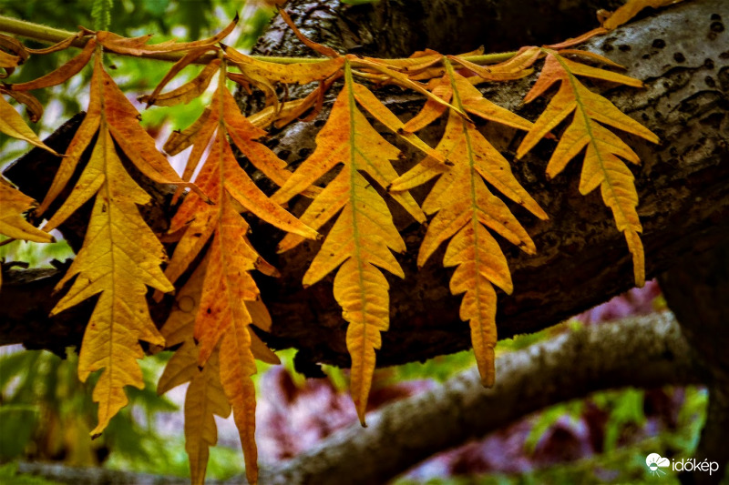 színesedik az ecetfa levele