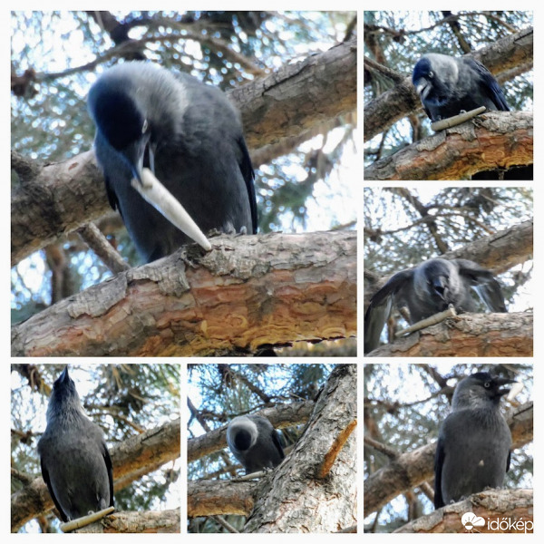 csóka küzködik a zsákmánnyal