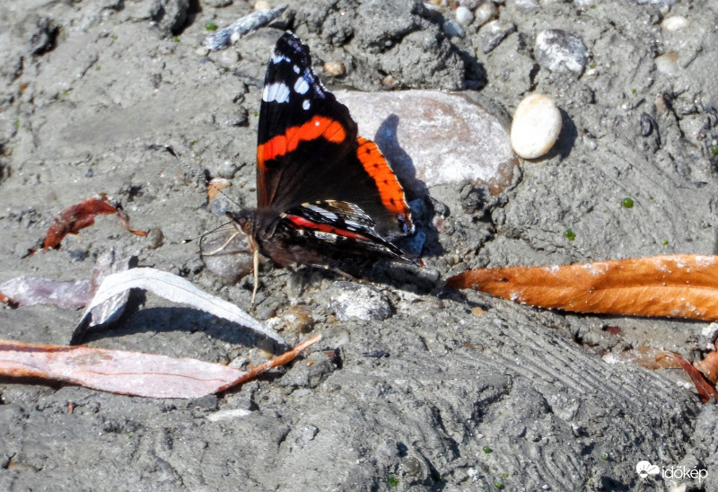 adirális lepke a vízparton