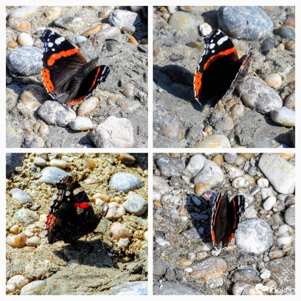 admirális-atalanta lepke