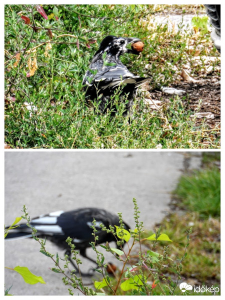 tarka varjú a környéken