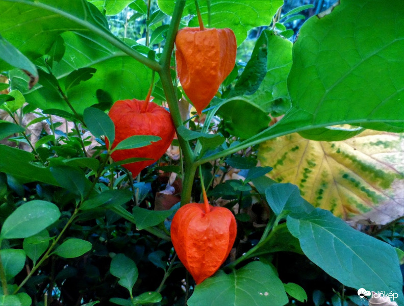 lampionok