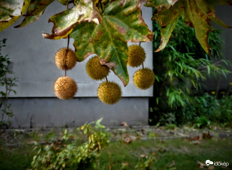 platán