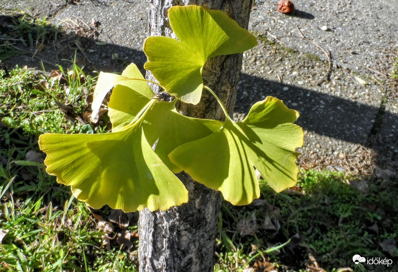 ginko