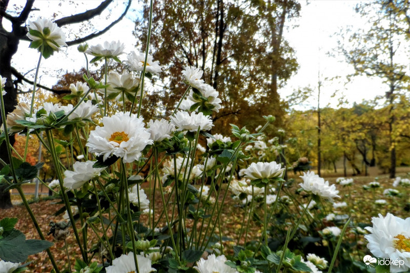 mégnyílnak november 1.