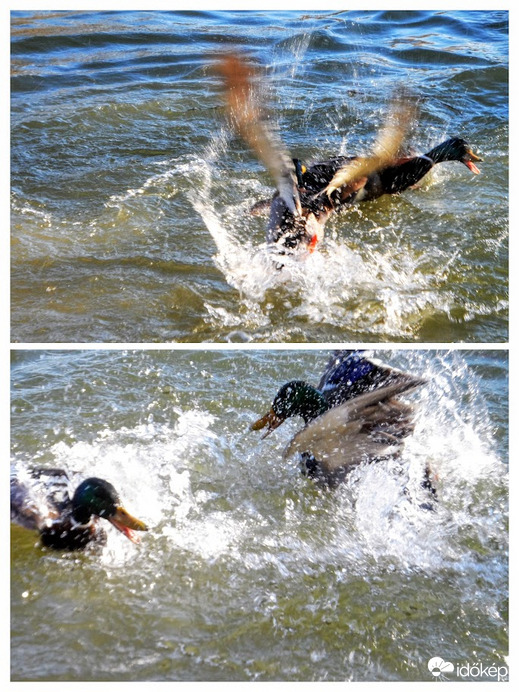 kacsa-csata jelenetek