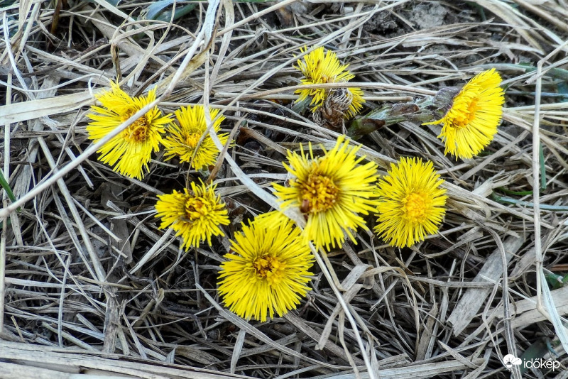 kibújt a martilapu is