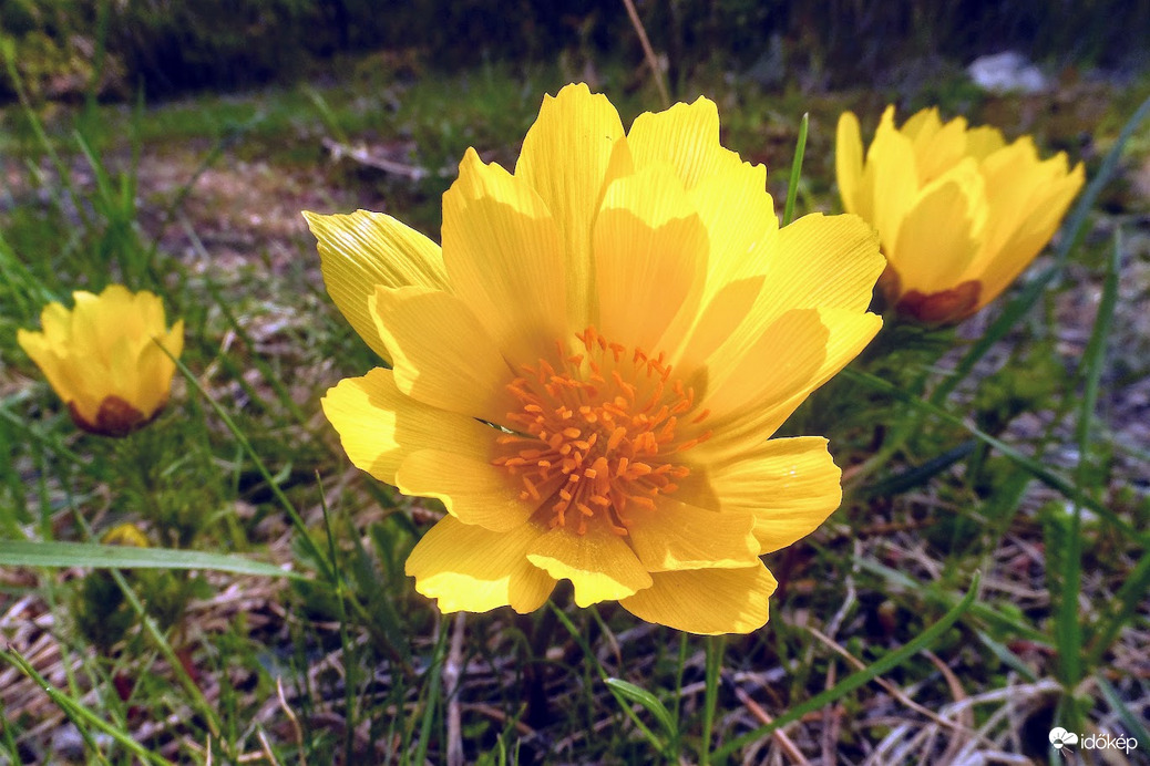 tavaszi hérics(Adonis Vernalis)