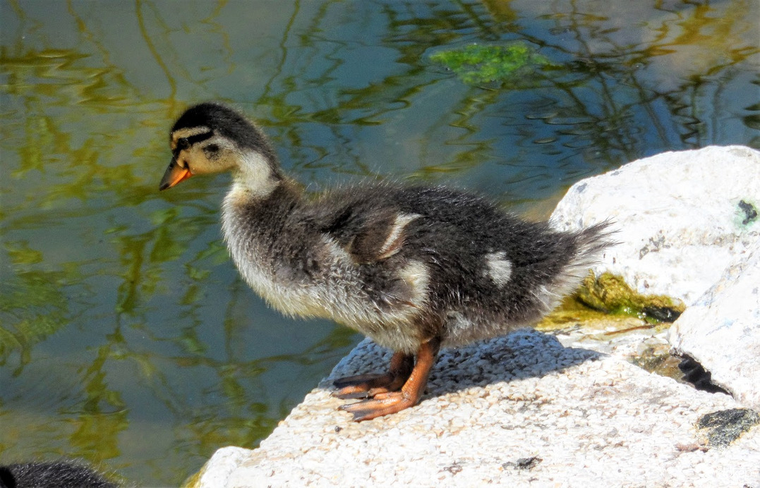 kiskacsa