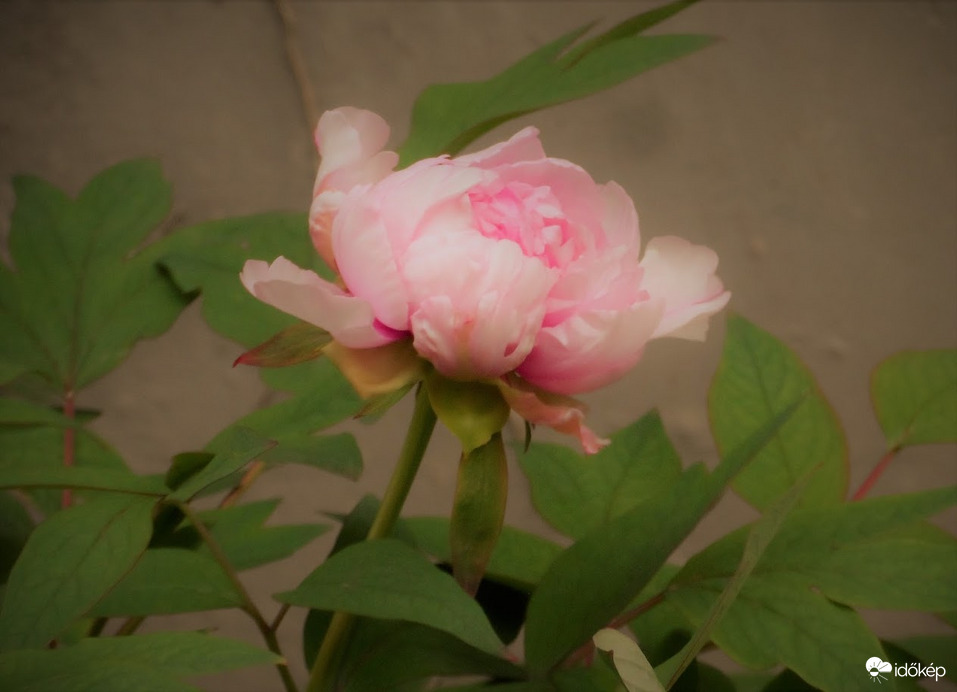 peonia