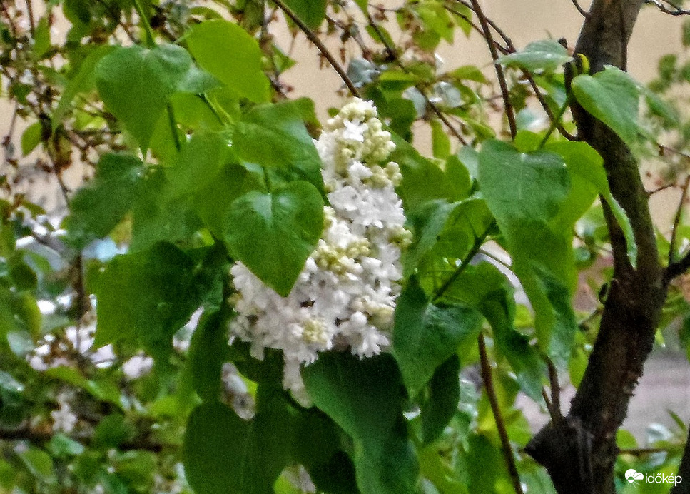 orgona esőben