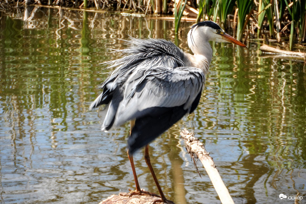 borzasan