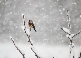 Az év madara és a tél