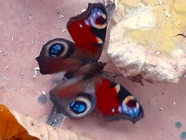 Tegnap találtam rá