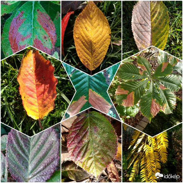 Falevelek ősszel