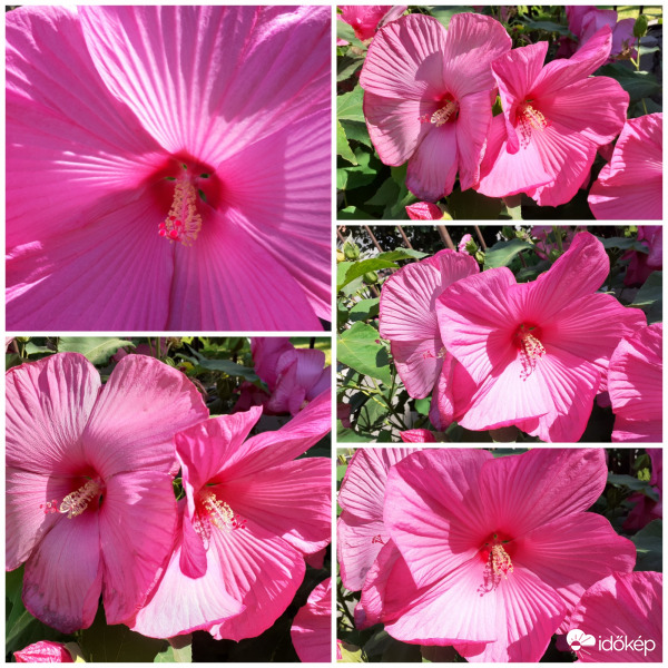 Hibiszkusz