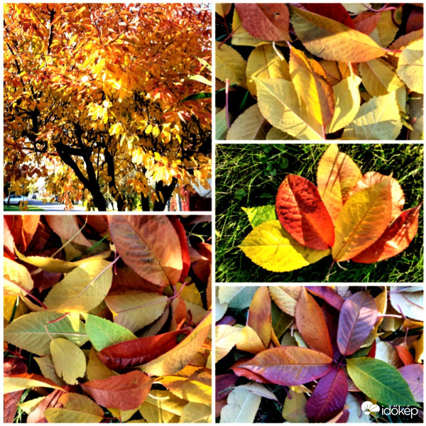 Ősz a kertünkben