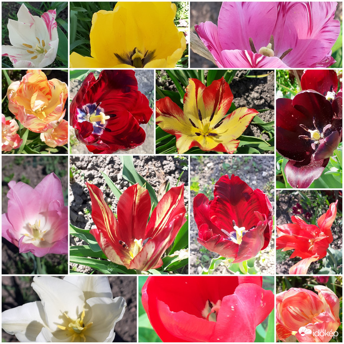 Édesanyám tulipánjai