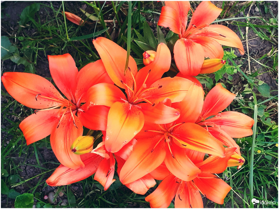 Liliom