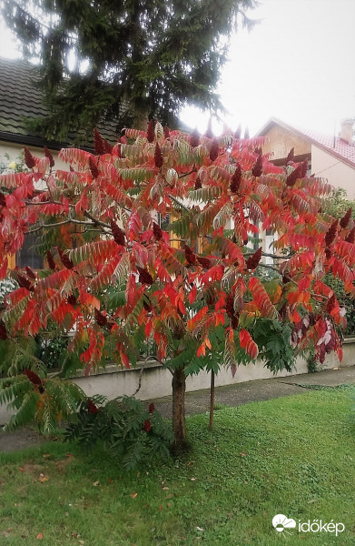 Ecetfa őszi pompában