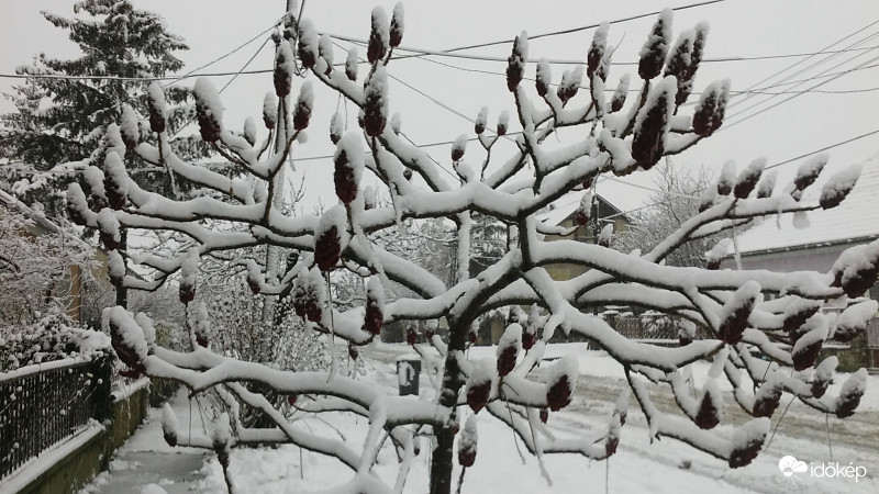 Ecetfa téli bundában