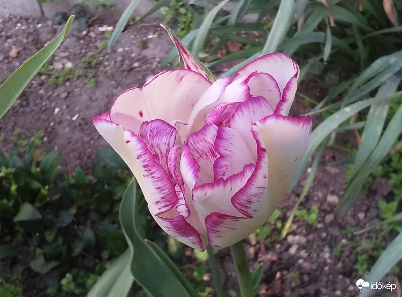 Cirmos tulipán dupla