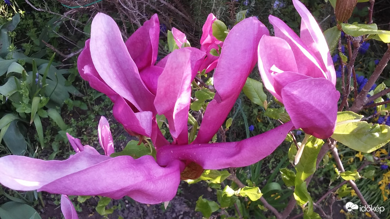 Tulipánfa virága