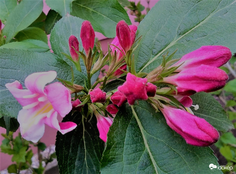 Rózsalonc virágzik