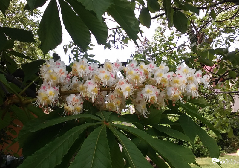 Gesztenyefa virága