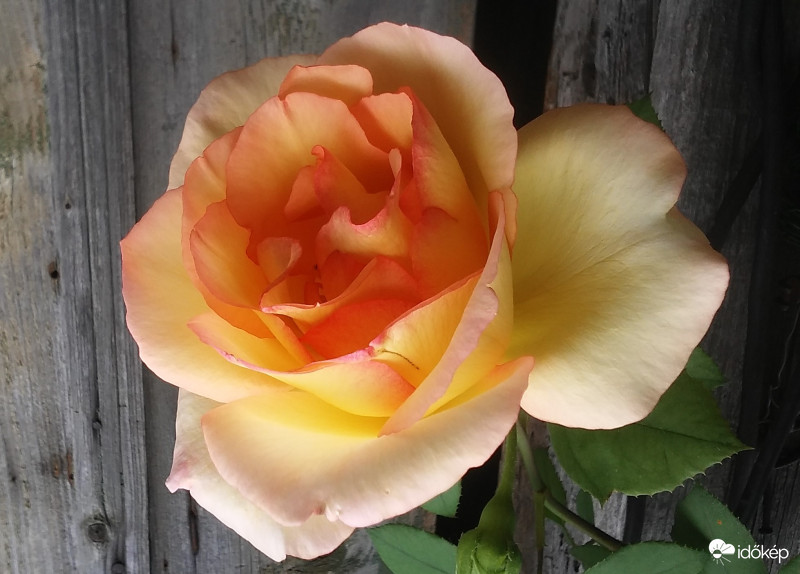 Sorban nyílnak a rózsáim