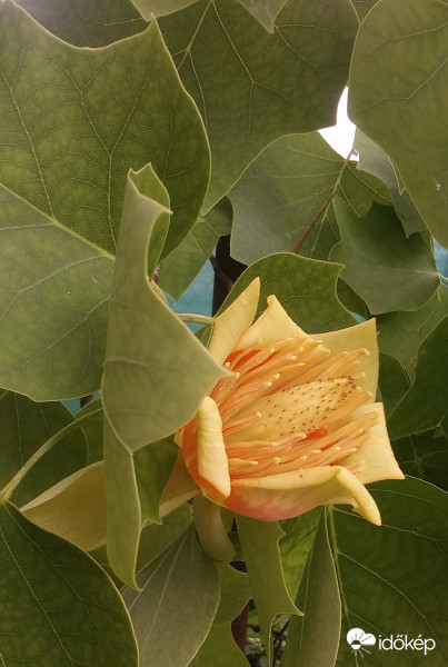 Ritka eredeti tulipánfa