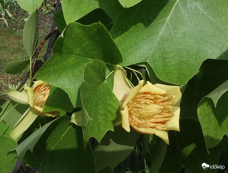 Eredeti tulipánfa virága