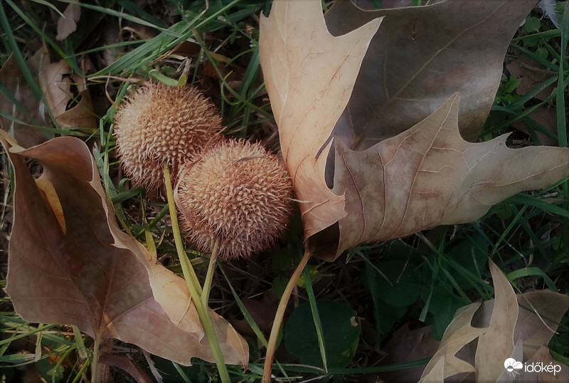 Platán fa levele és termése