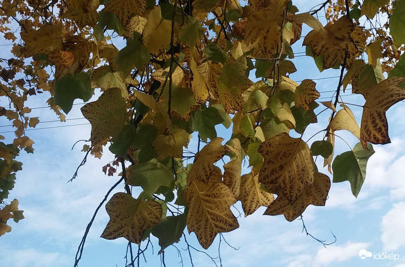 Tulipánfa levele közelről