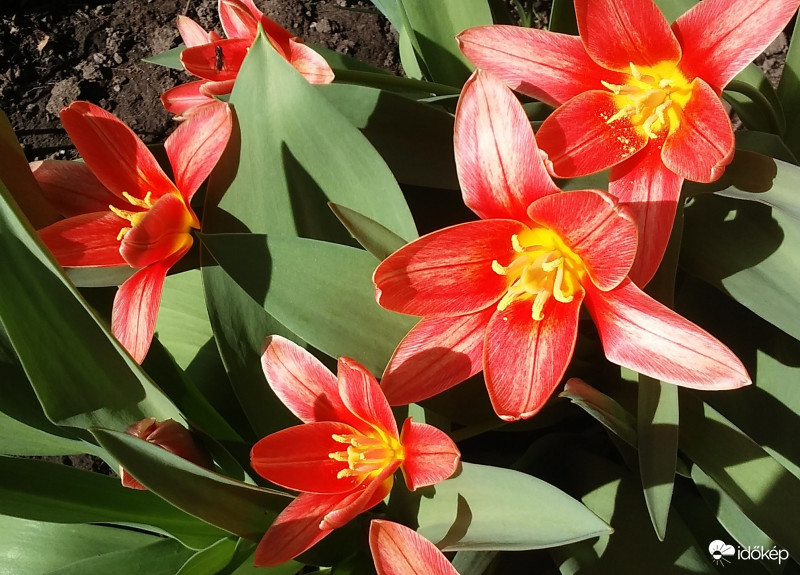 Korai tulipán