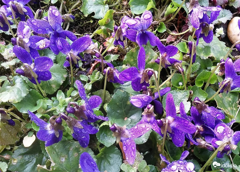 Harmatos ibolya