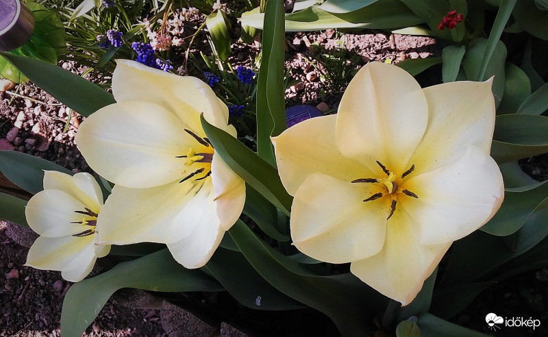 Tulipán krémszínű