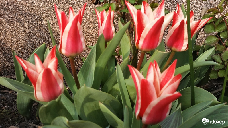 Cirmos tulipánok