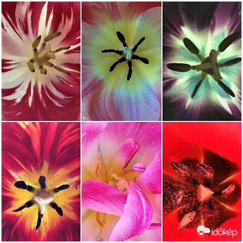 Tulipánok közepe 2