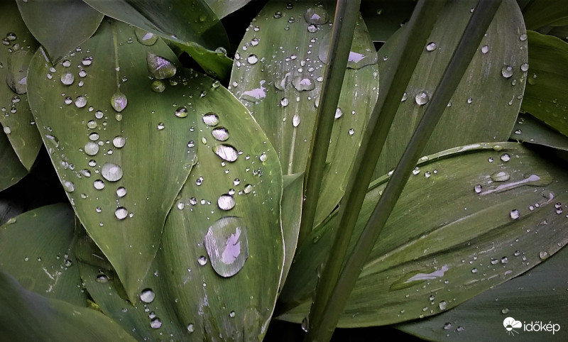 Gyöngyvirág levele