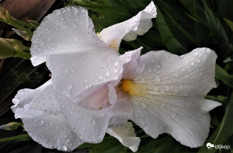 Nőszirom eső után