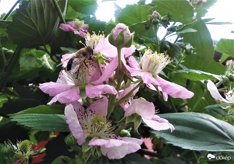 Feketeszeder virágzik