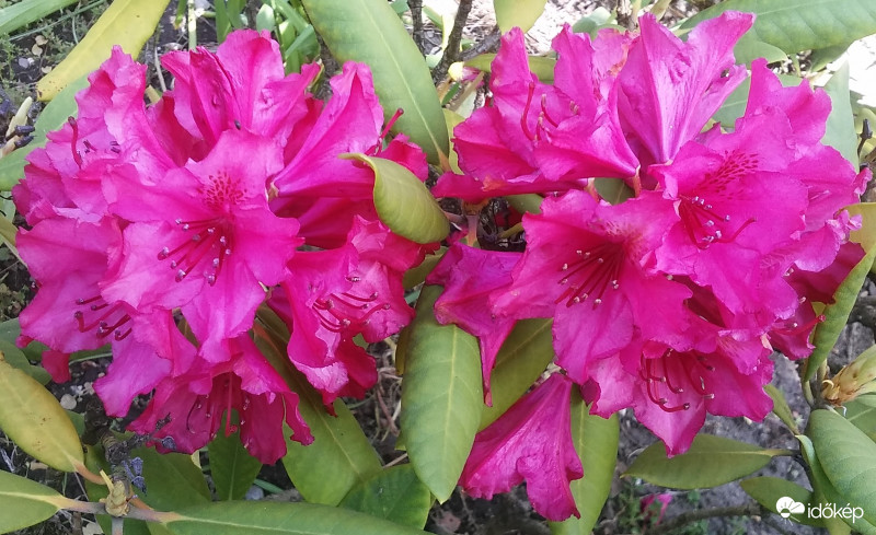 Rododendron