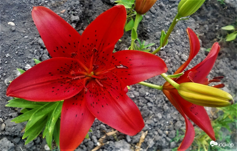 Liliom