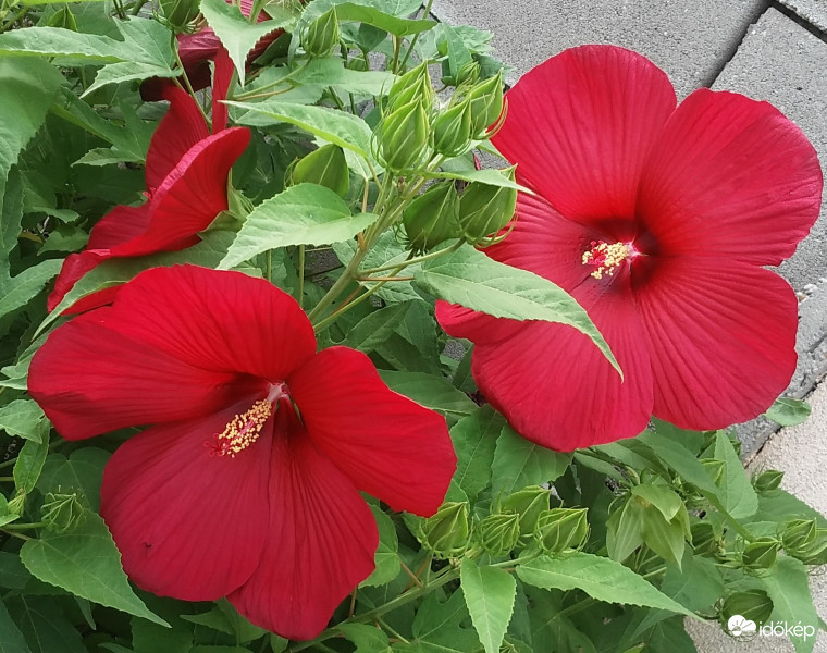 Mocsári hibiszkusz