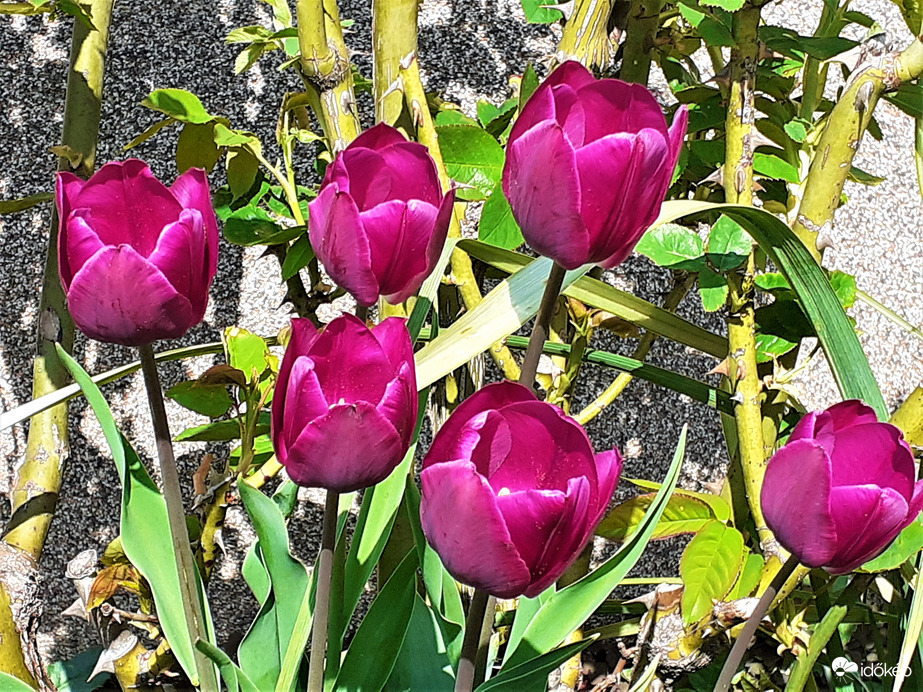Tulipánok