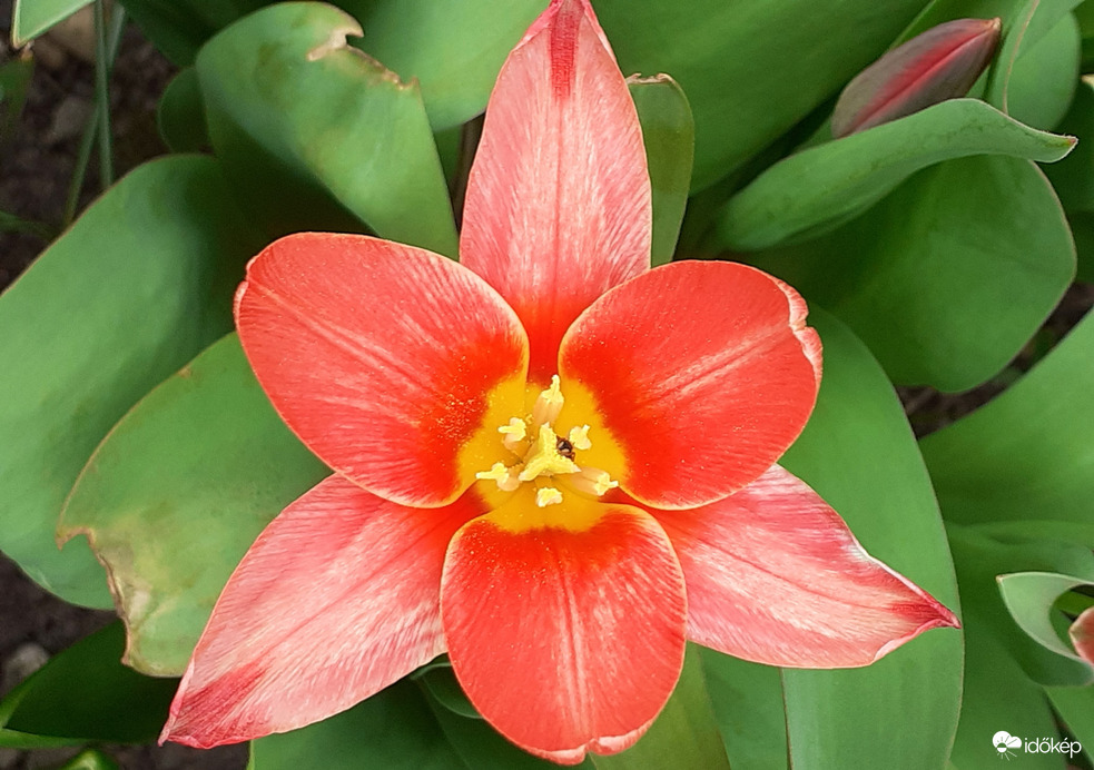 Első tulipánom
