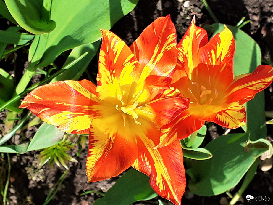 Tulipán