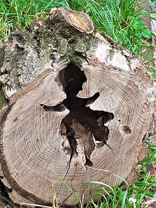 Táncoló kisasszony a fa belsejében