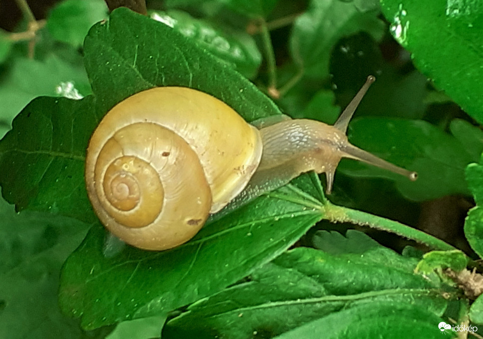 Eső után
